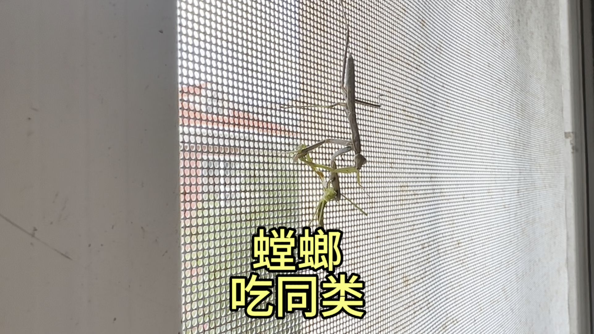 螳螂吃丈夫音频下载(螳螂吃丈夫音频下载mp3)