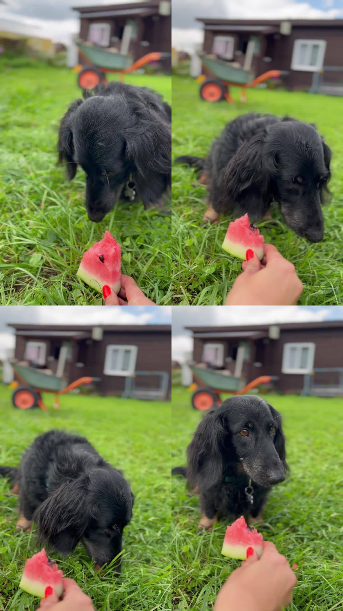 狗狗回话视频素材下载_(狗狗回话视频素材下载免费)