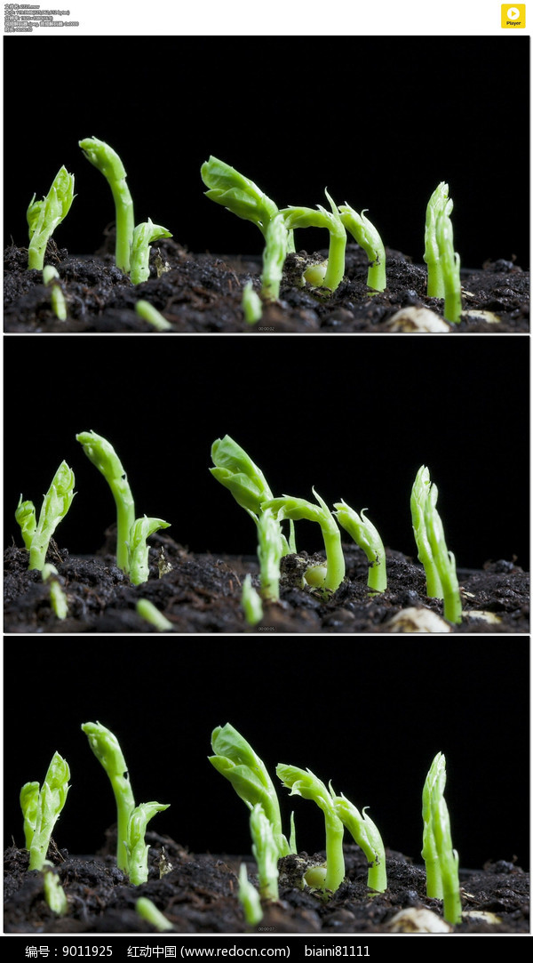 植物视频语录素材下载网站(植物视频语录素材下载网站免费)